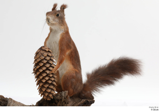 Squirrel  2 pine cone whole body 0007.jpg